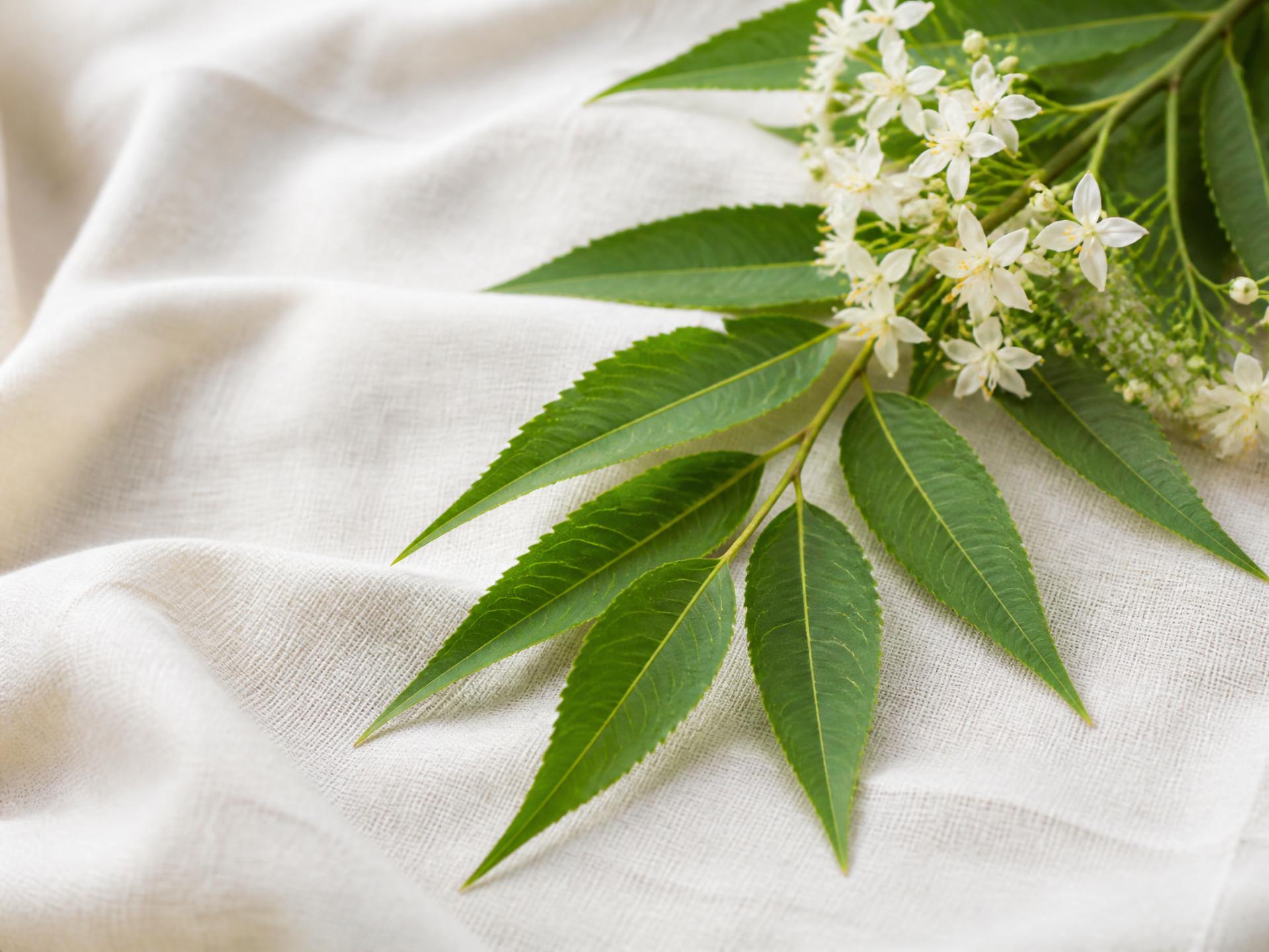 Feuilles de neem vertes et petites fleurs blanches sur lin ivoire